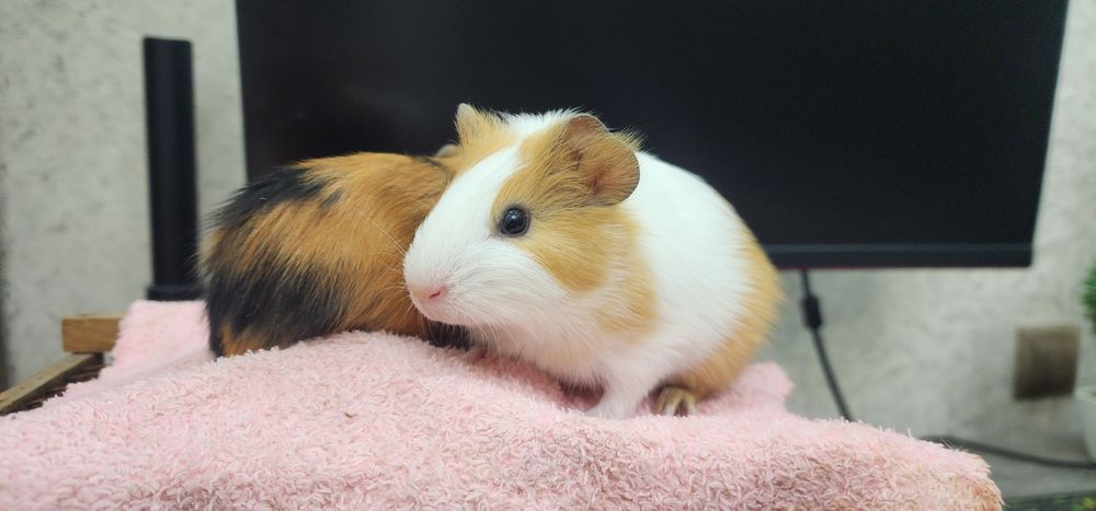 Продам 2 свинок Американские