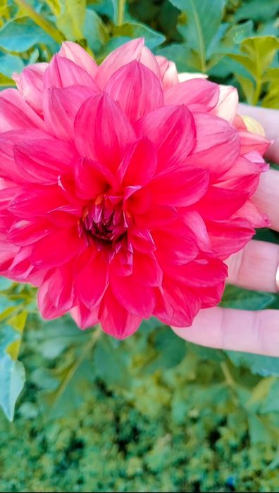 Продам луковицы Георгины