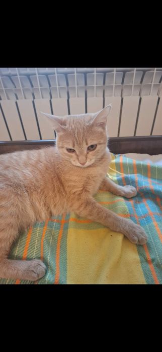 Отдам в добрые руки