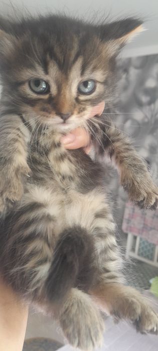 Кому надо  котят