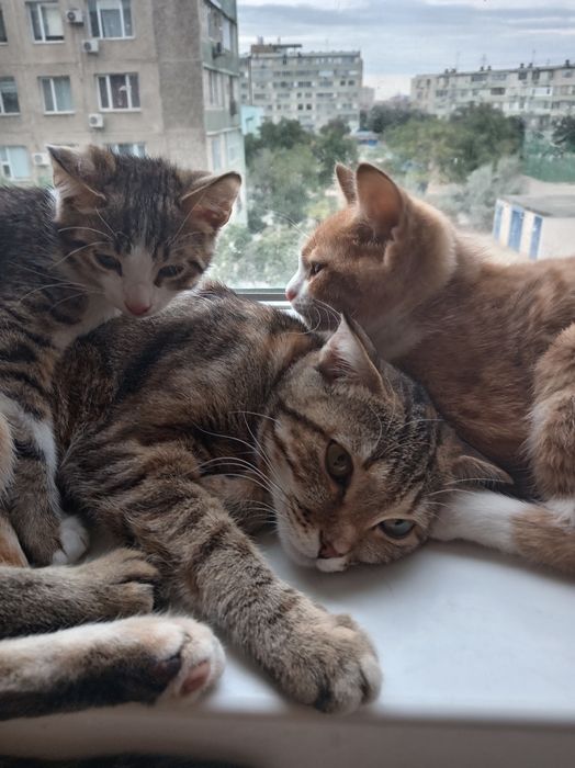 Породистая кошка