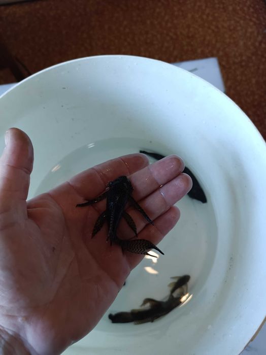 В продаже вуалевые сомы анцытрусы