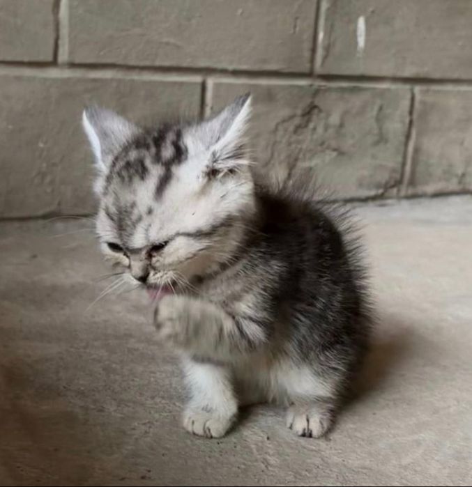 вислоухие котята