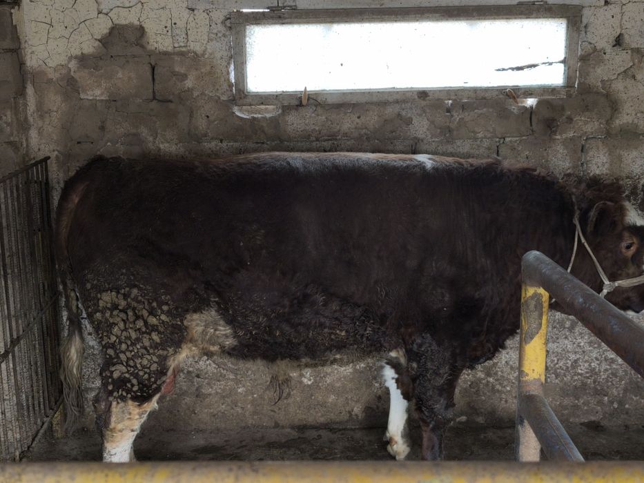 Продается бык супер