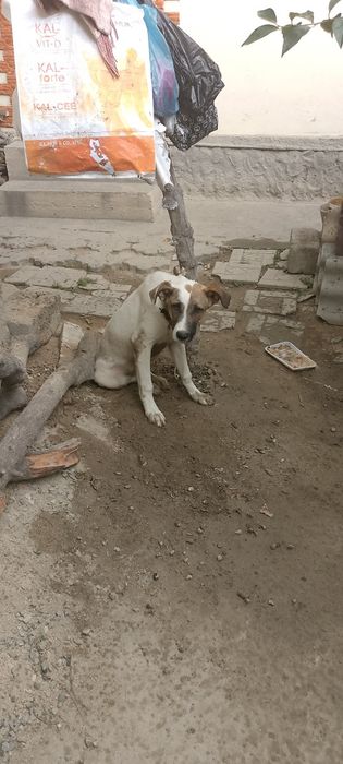 Собака алабайский