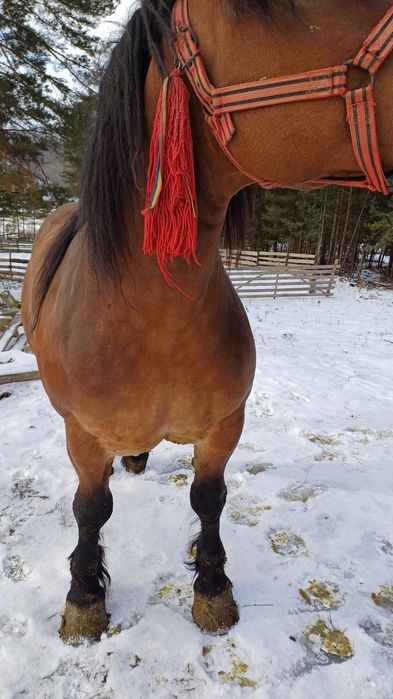 Steluța posibilă de vânzare