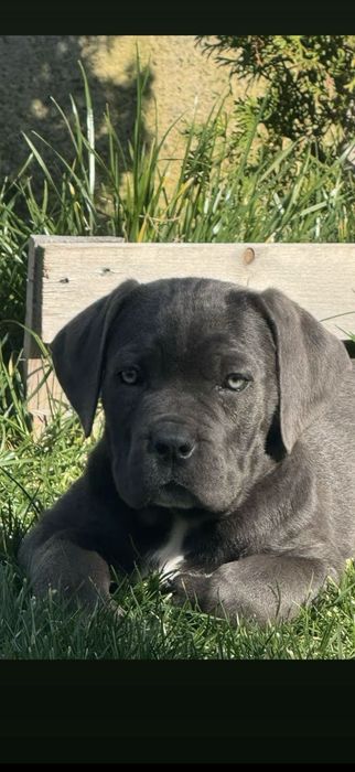 Продава се женско Кане корсо