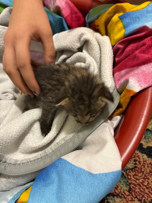 Маленький котенок ищет дом