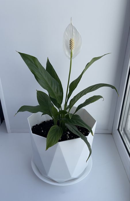 Продам цветок спатифиллум