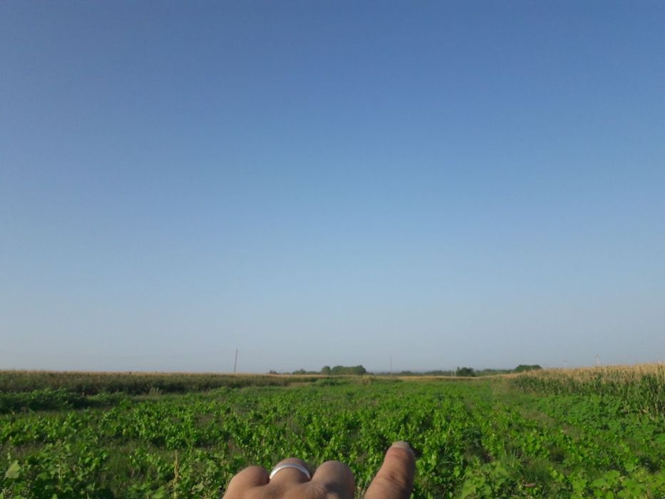 Gigant ( Сагдиана сугдиёна ) 1 va 2 yoshli  Uzum kuchatlari bor