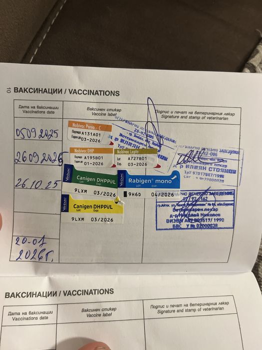 Продавасе куче померан