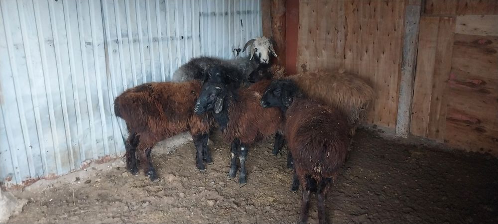 Семіз бағылған тоқтылар