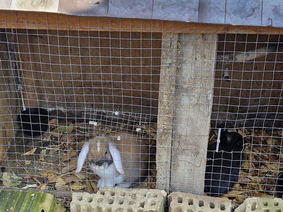 Fransuskiy baran sotiladi sames