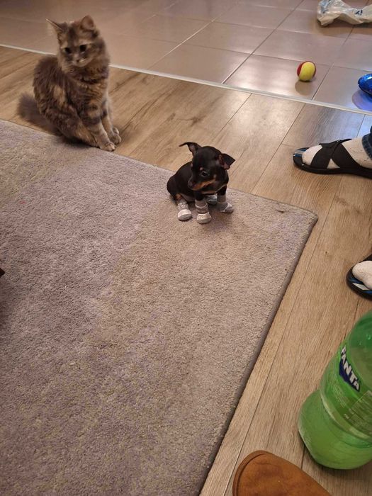 Британче на 5 месеца