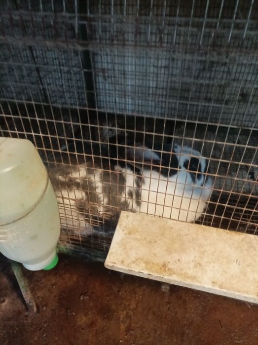 Продавам зайци намират се в Враца