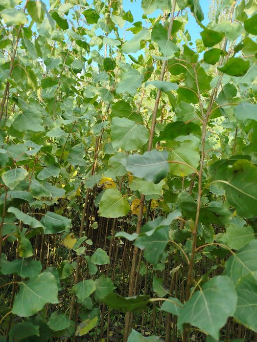 Oʻzbekiston terak koʻchatlar