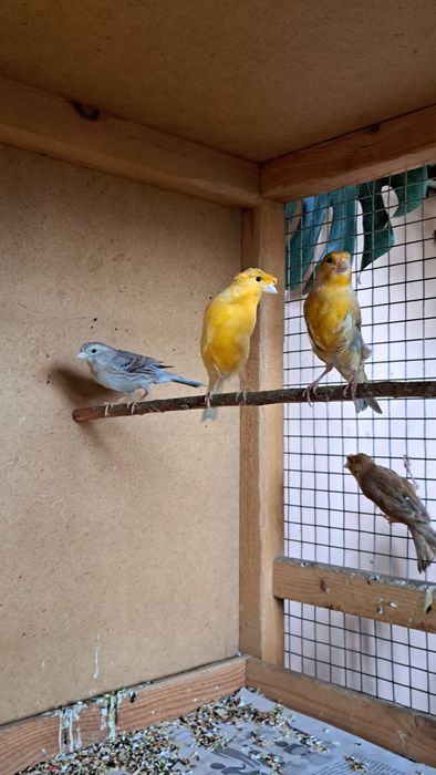 Канарейки. Готовые самки.