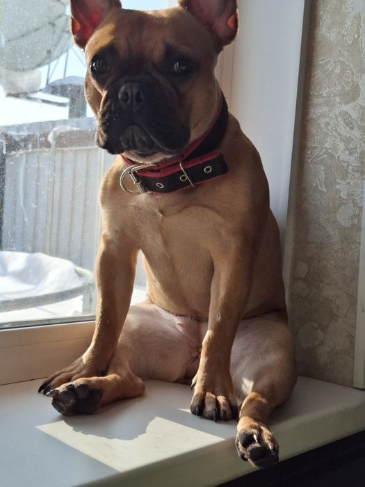 Французский бульдог