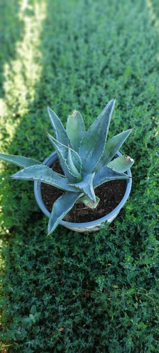 Agave plante ....