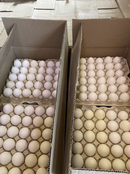 Корм для Кур несушек