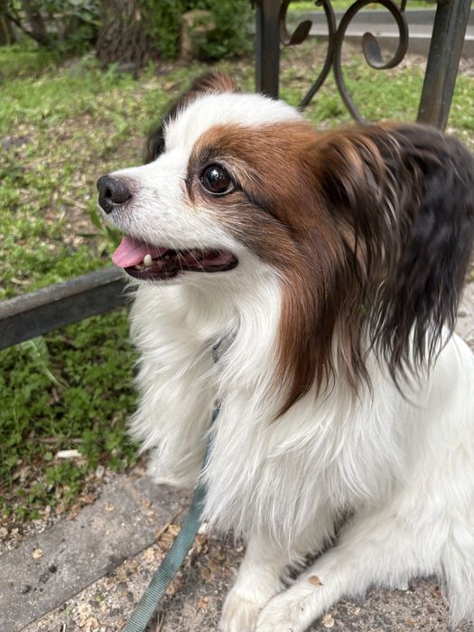 Продам папильона