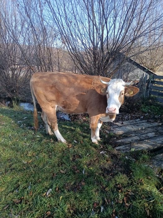 Vând vacă bălțată românească