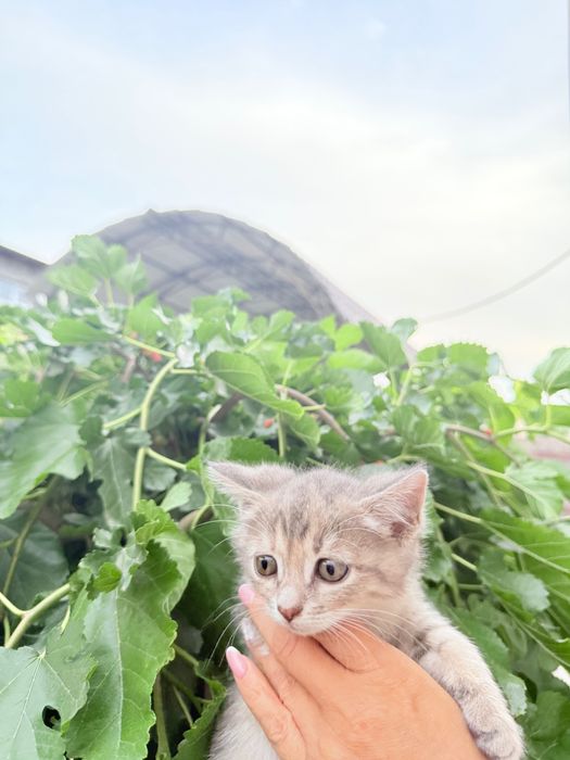Котят отдам Для Добрых Рук
