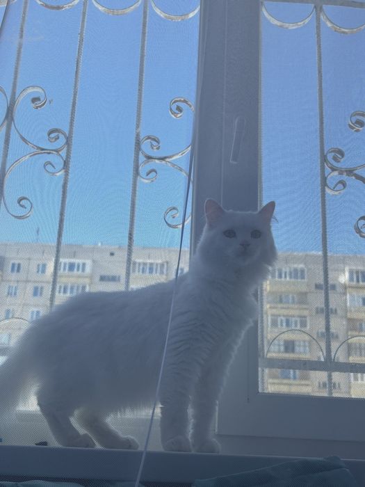 Отдам кошку за 30.000