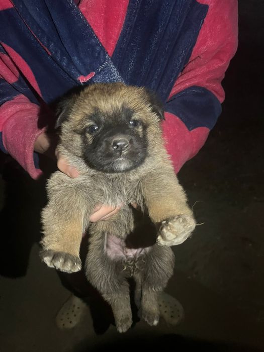 Овчарка немецкая