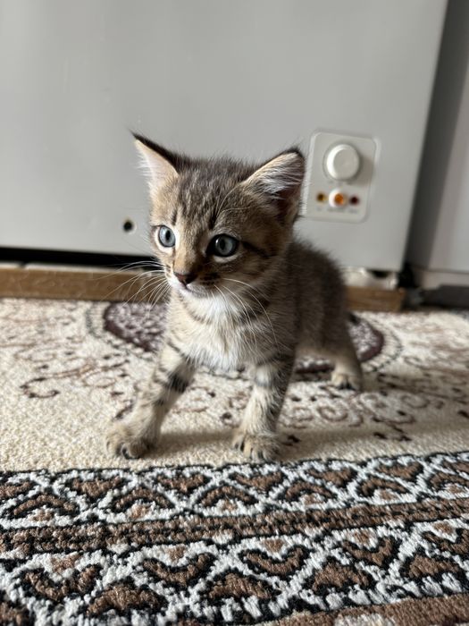 Отдам котят в добрые руки