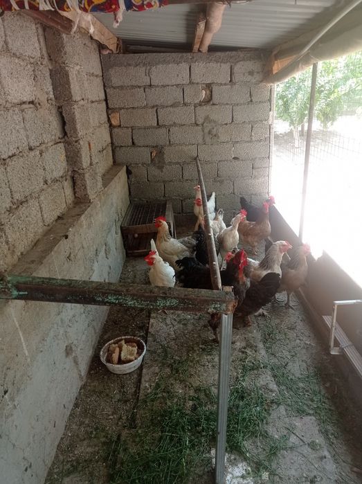 Tovuqlar sotiladi