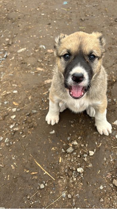 Продам шинка сука из хороших кровей бойсовый