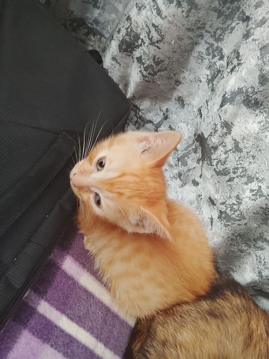Отдам котят в добрые руки
