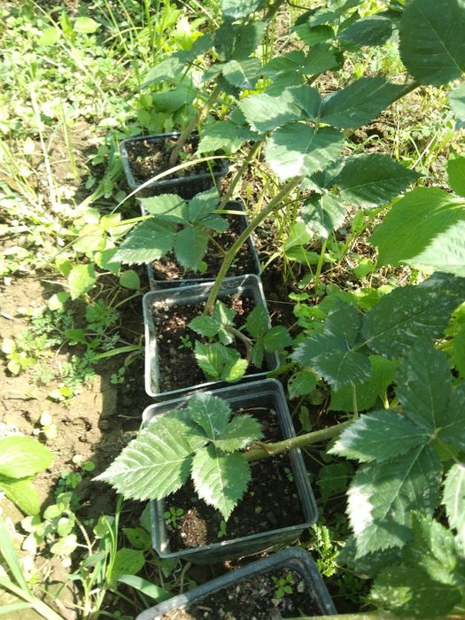 Саженцы Ежевики Тройная Корона.Астерина