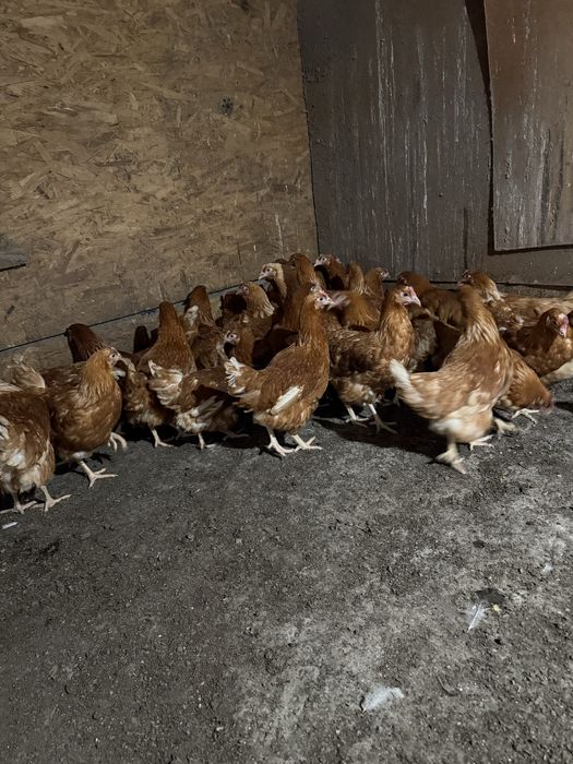 Ломан браун несушки