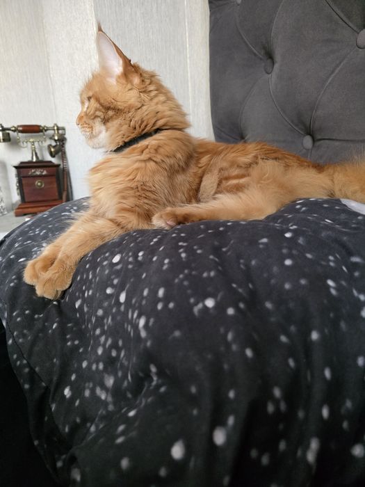 Продам кошку мейкун