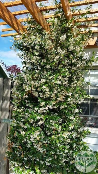 Вечнозелен жасмин