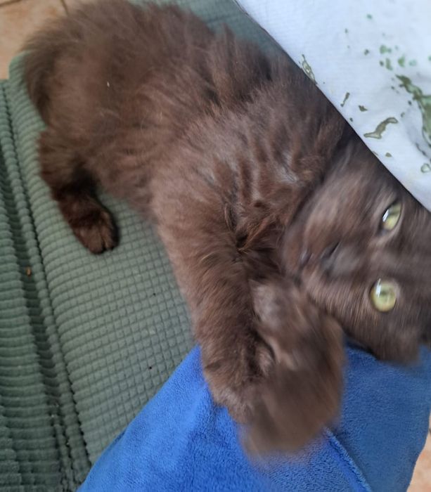 Отдам кошку добрые дела руки