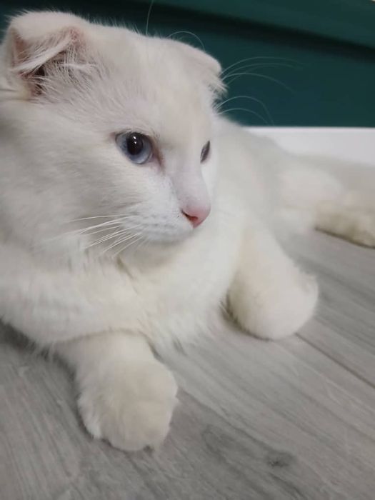 Котенок  породы  скотиш флод