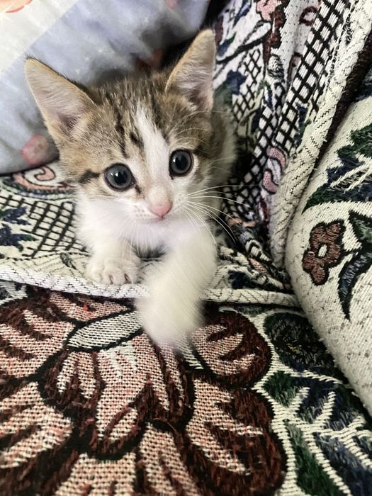 Отдам котенка мальчика