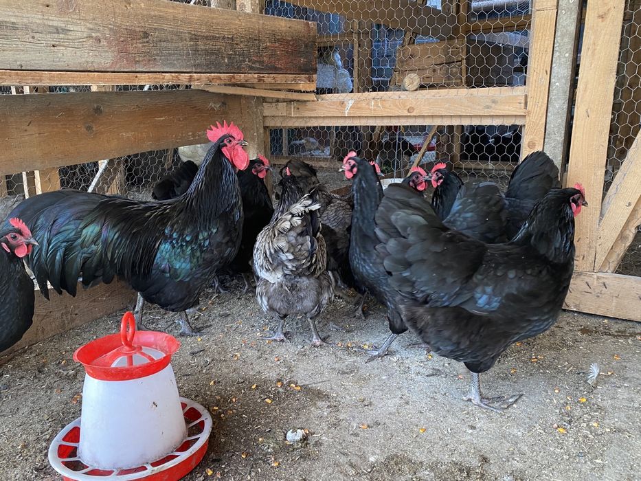Oua de Gaini Australorp Albastru