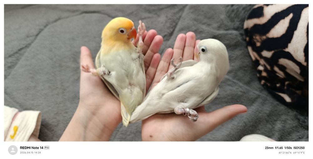 Ruchnoy popugay nerazluchka