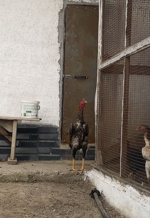 дакан яйца инкубационные