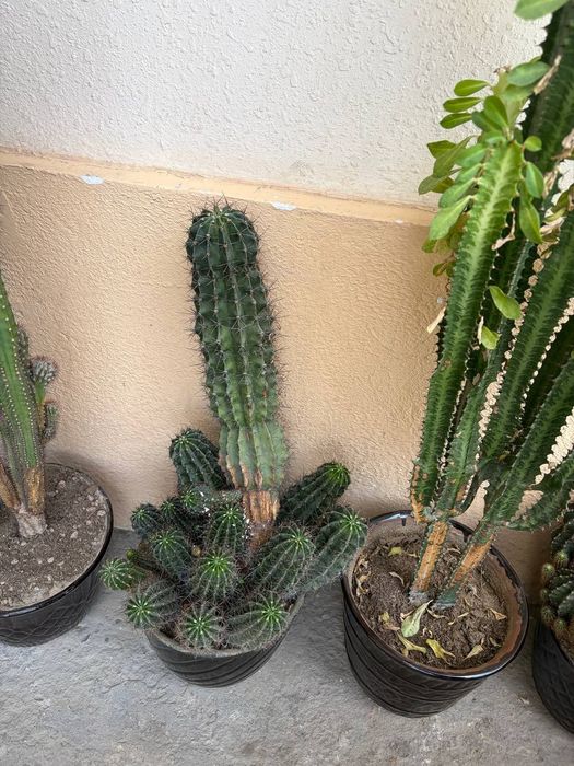 Кактус 4та катта тувакда