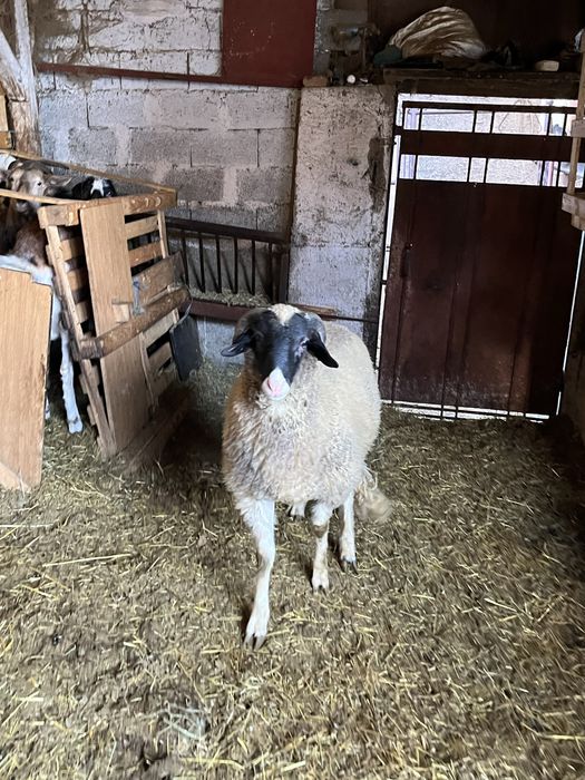 Овен два броя едногодишни