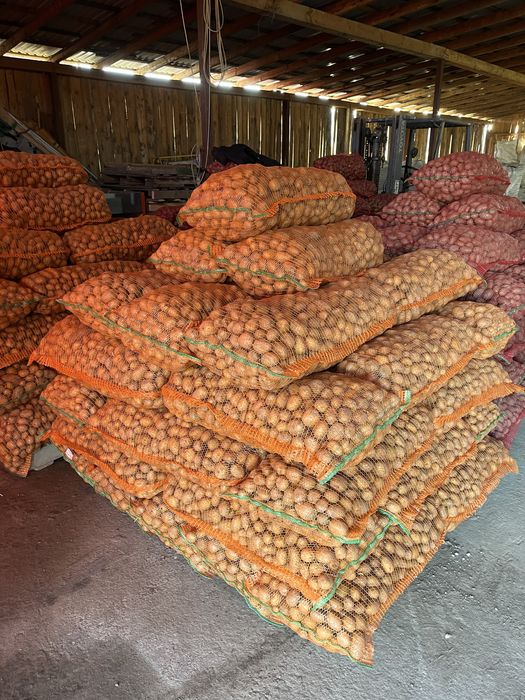 Cartofi de sămânță-Recent ambalată