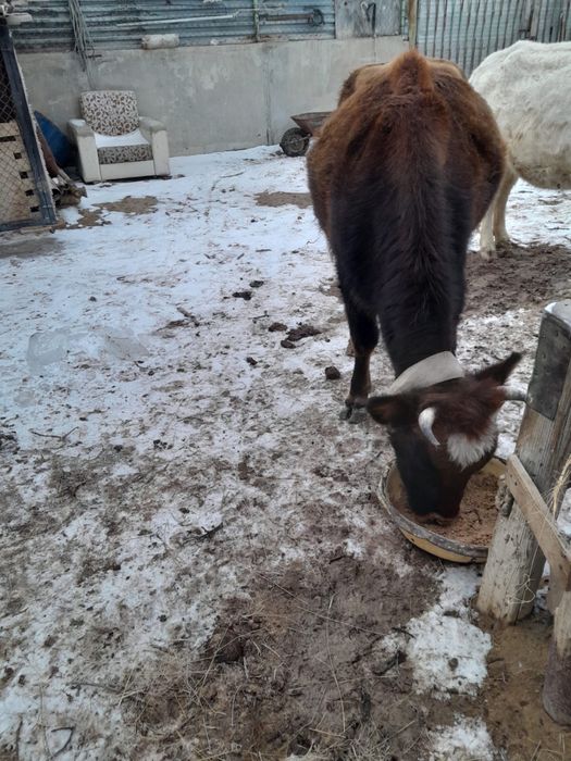 Сиыр сатылады бузауымен