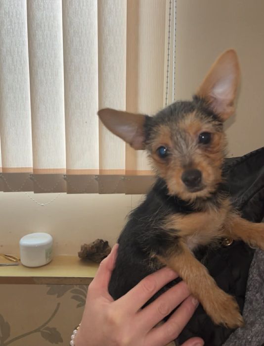 Продавам кученца