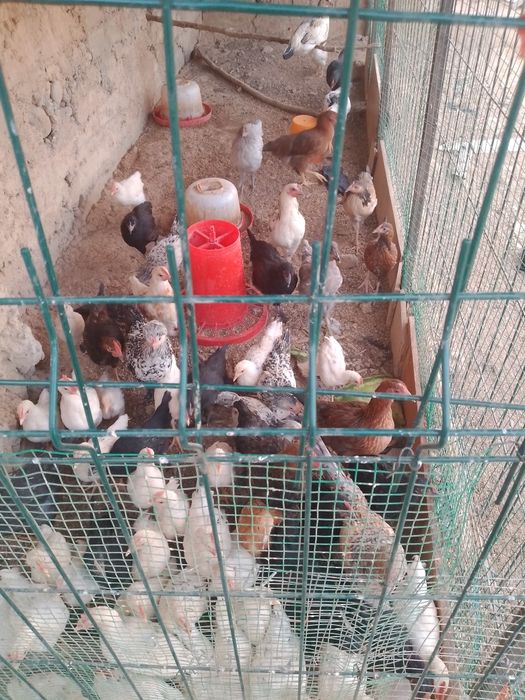 Продаются домашние курочки молодки,а также 2,5 месячные цыплята