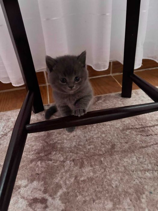 Британски котенца